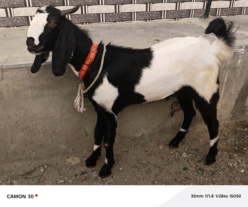 Bakra 12
