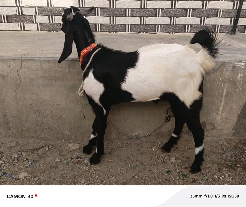 Bakra 13
