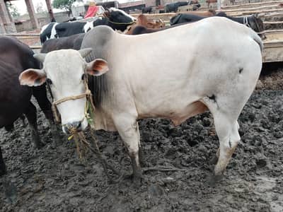 Qurbani Bachry for Sale