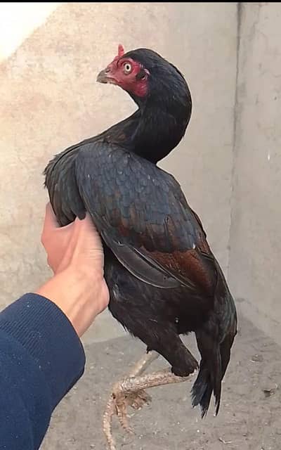 black murgi lasani of old blood line