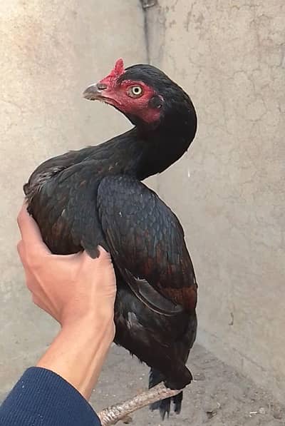 black murgi lasani of old blood line