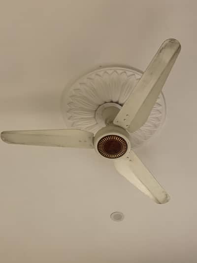 Ceiling fan for sale ( urgent )