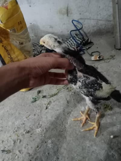 Masshallah Pure aseel Oh shamo Chicks