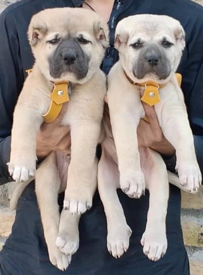 Turkish kangal pair dabal hadi Havey bone stacture security dogs for