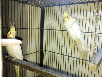 red eyes cocktail confirm breeder pair