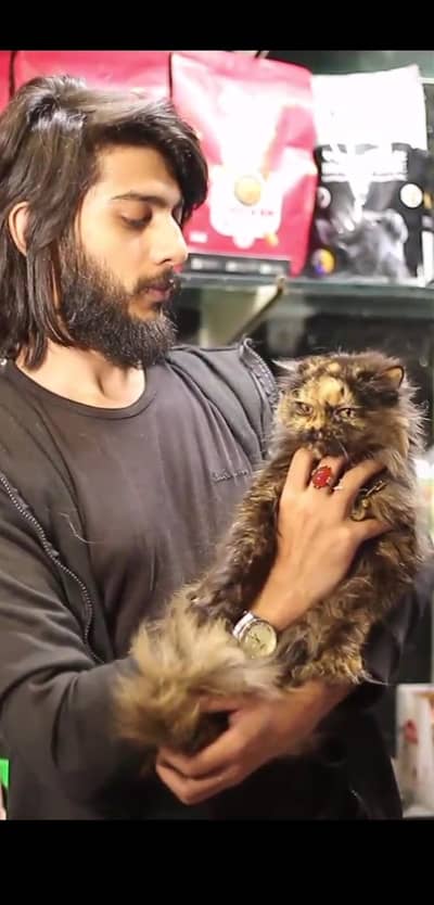 Persian cat | triple coat | Persian Female cat for sale