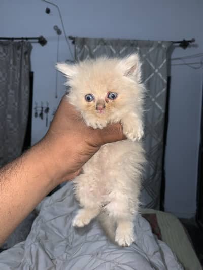 persian kittens for sale in cheep prize