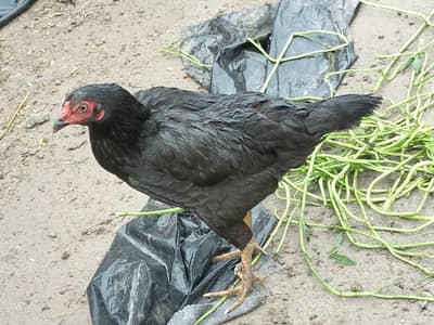 Desi Hen
