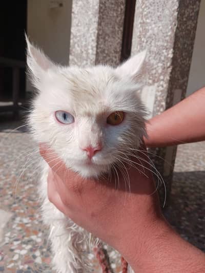 Persian Cat for Sale – White Color, Beautiful Eyes (Urgent)