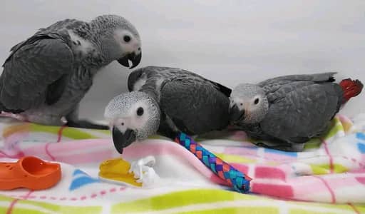 African grey parrot chicks for sale 03123226259