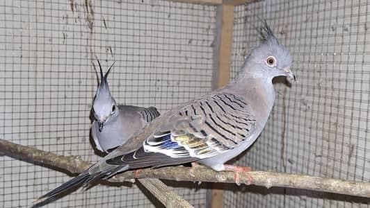 Crested Doves DNA Females