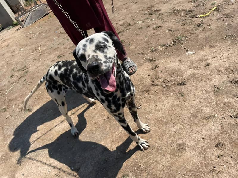 Dalmation 3