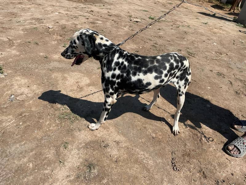 Dalmation 4