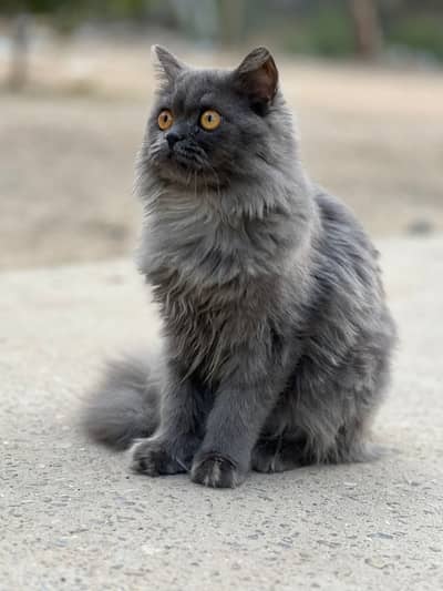 Persian Male Cat (Leo) for Sale - 7 Months Old