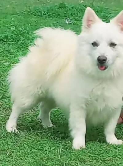 o size  russain male for sale