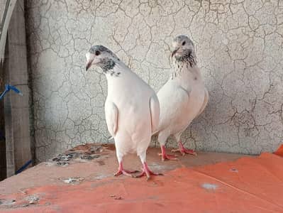 10 perwazi pigeons for sale