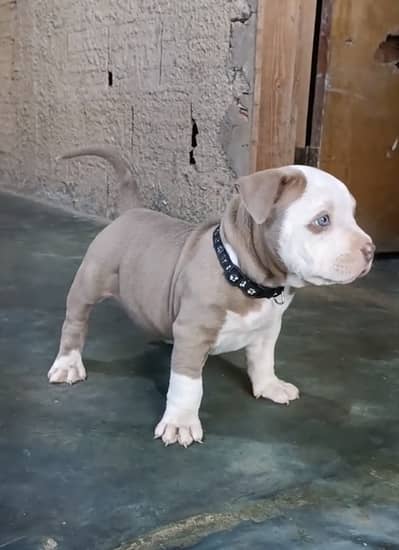 Pitbull puppy dog 92@3305406115