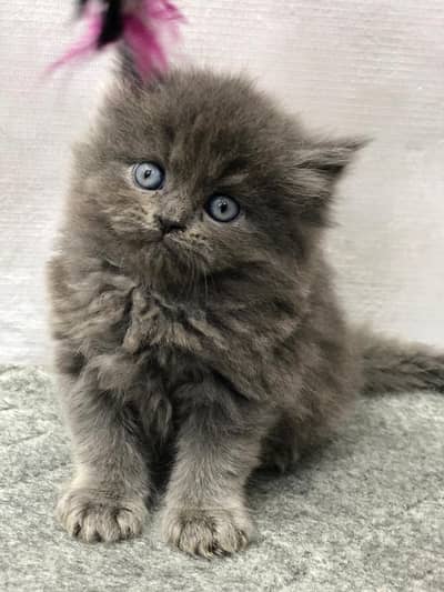 cash on deliveryPersian Punch face triple coat cat Kitten