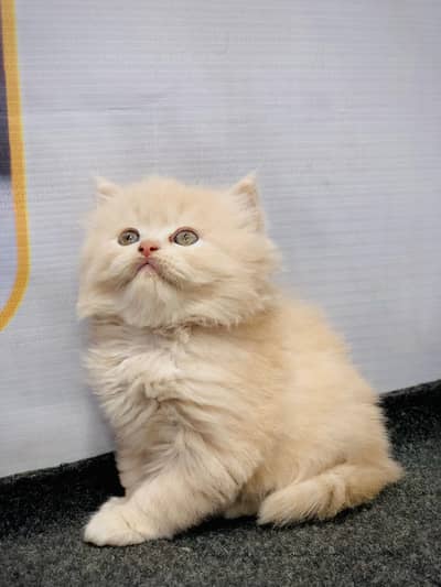 cash on deliveryPersian Punch face triple coat cat Kitten