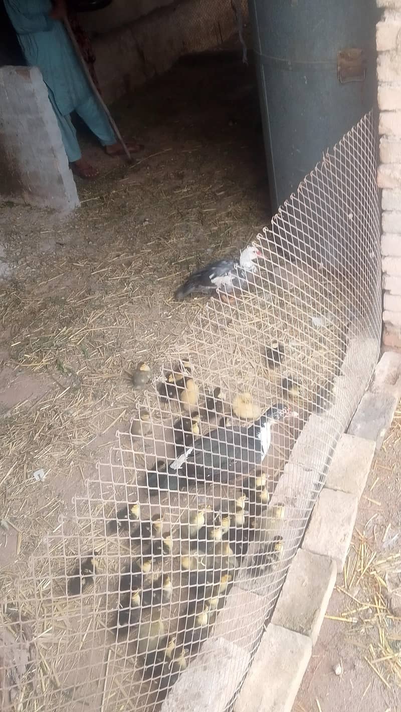 مسکووی بطخ 0