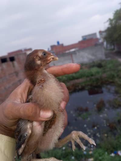 Thai dragon cross chicks  fully active