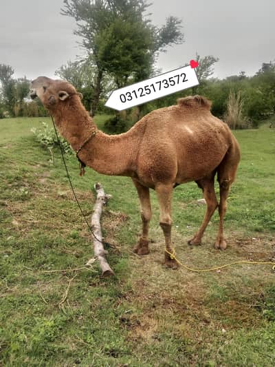 Qurbani camel available in cheap price