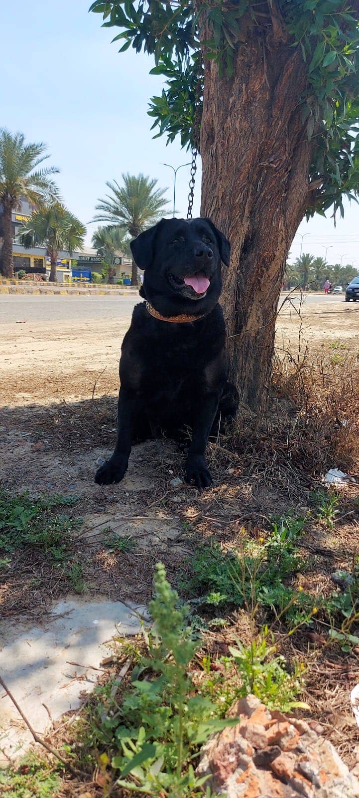 Labrador 1