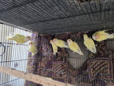 Rosicoli white face creamino love birds