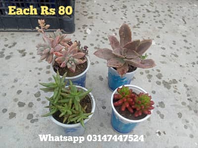 succulents 03147447524