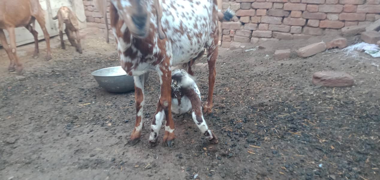 پندرہ دن کی سوٸی ہوٸی بکری ساتھ ایک بکرا 0