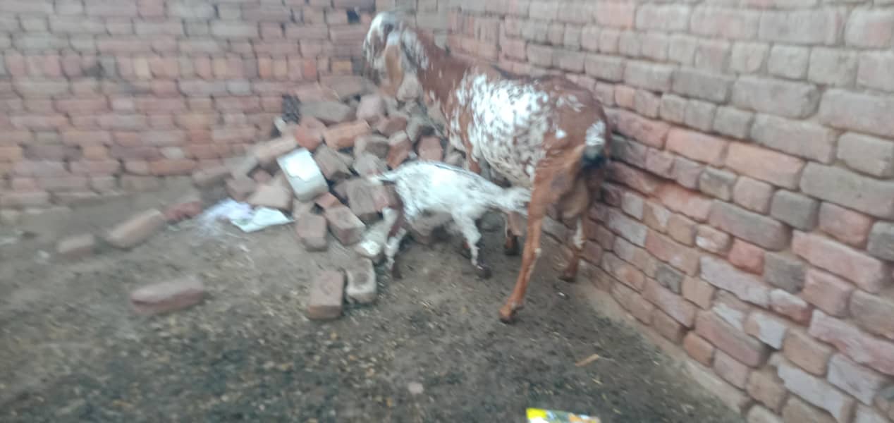 پندرہ دن کی سوٸی ہوٸی بکری ساتھ ایک بکرا 1