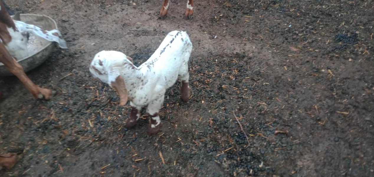 پندرہ دن کی سوٸی ہوٸی بکری ساتھ ایک بکرا 2