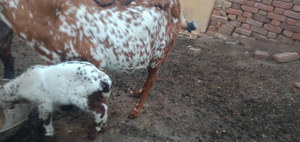 پندرہ دن کی سوٸی ہوٸی بکری ساتھ ایک بکرا 4