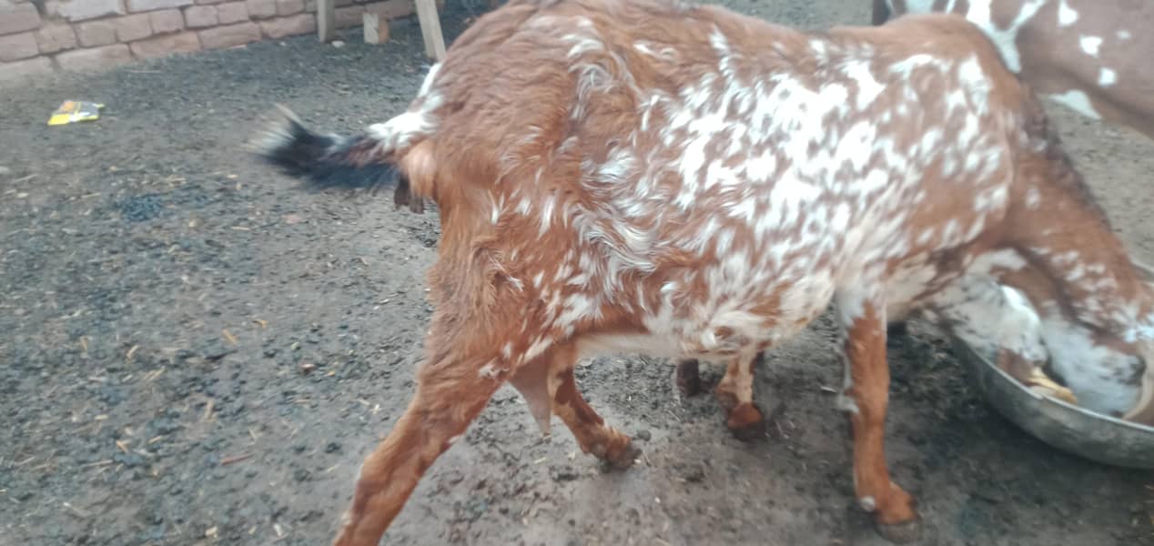 پندرہ دن کی سوٸی ہوٸی بکری ساتھ ایک بکرا 5