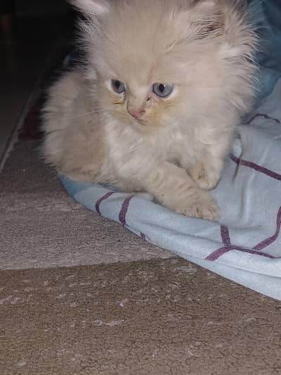 5 kittens and their mother cat