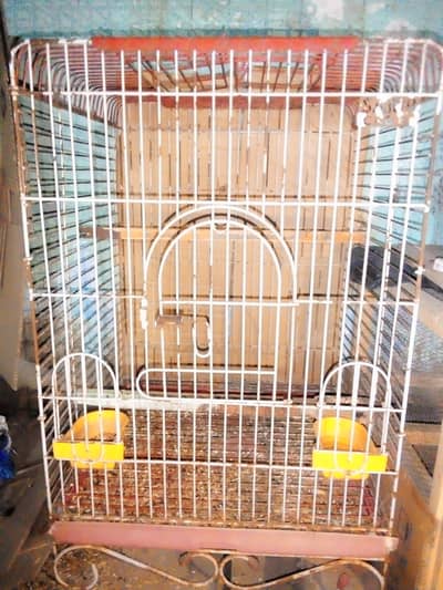 have cage green parrot