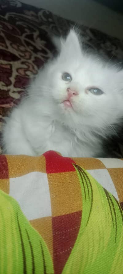 White pure Persian kittens