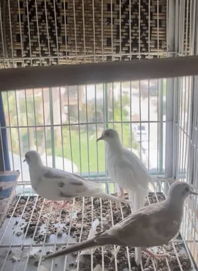 Red pied dove breeder pair