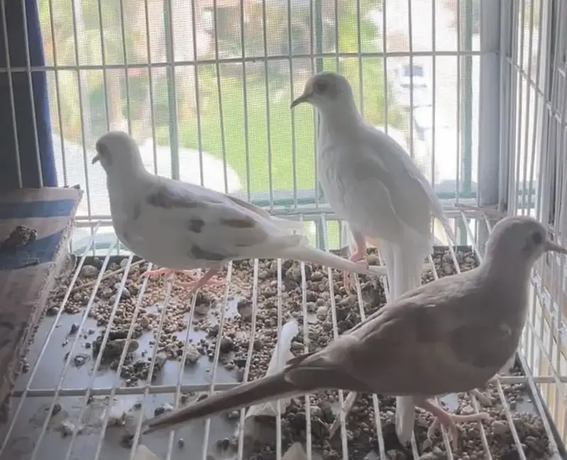 Red pied dove breeder pair — photo 3
