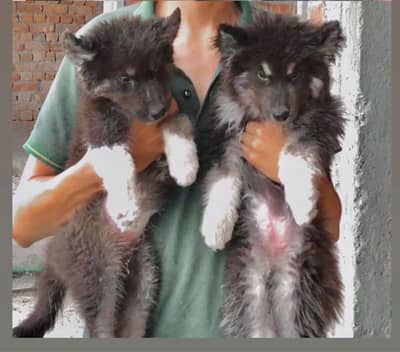 beautiful Siberian husky male for sale