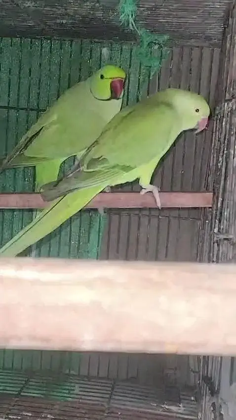 Ringneck Breeder Pair — photo 2