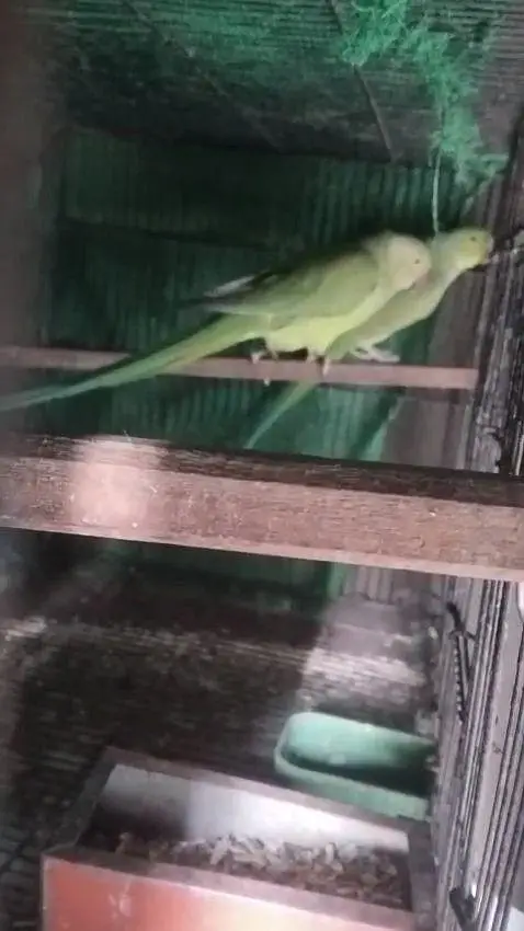 Ringneck Breeder Pair — photo 3