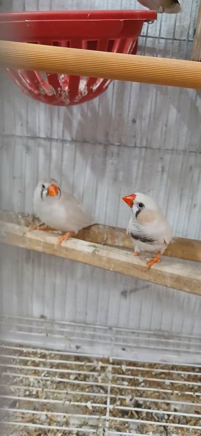 1 jawa pair 1white finche pair with cage and 2 bird houses