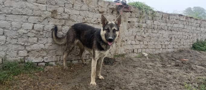 baki vedio b mill jay gi