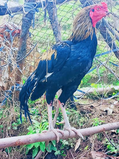 Sindhi+Kamalia Cross aseel for sale 3.9 weight long height