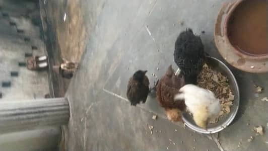 1 murga 5 murgia price final