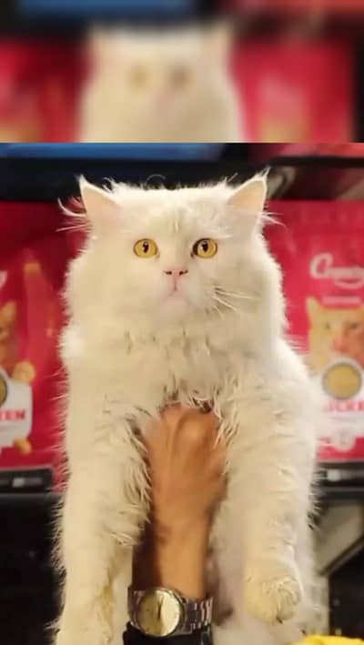 Persian Male  cat | triple coat | Persian male cat for sale
