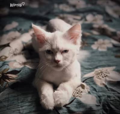 cat for sale cat was beautiful eyes with blue color white color