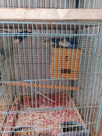 I am selling my parrots