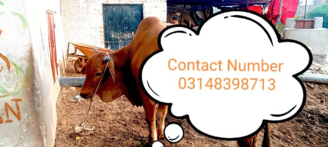 gulabi bacha Qurbani beautiful bull for sell